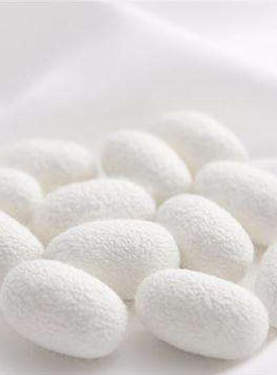 廣西百色蠶農種桑積極性高漲